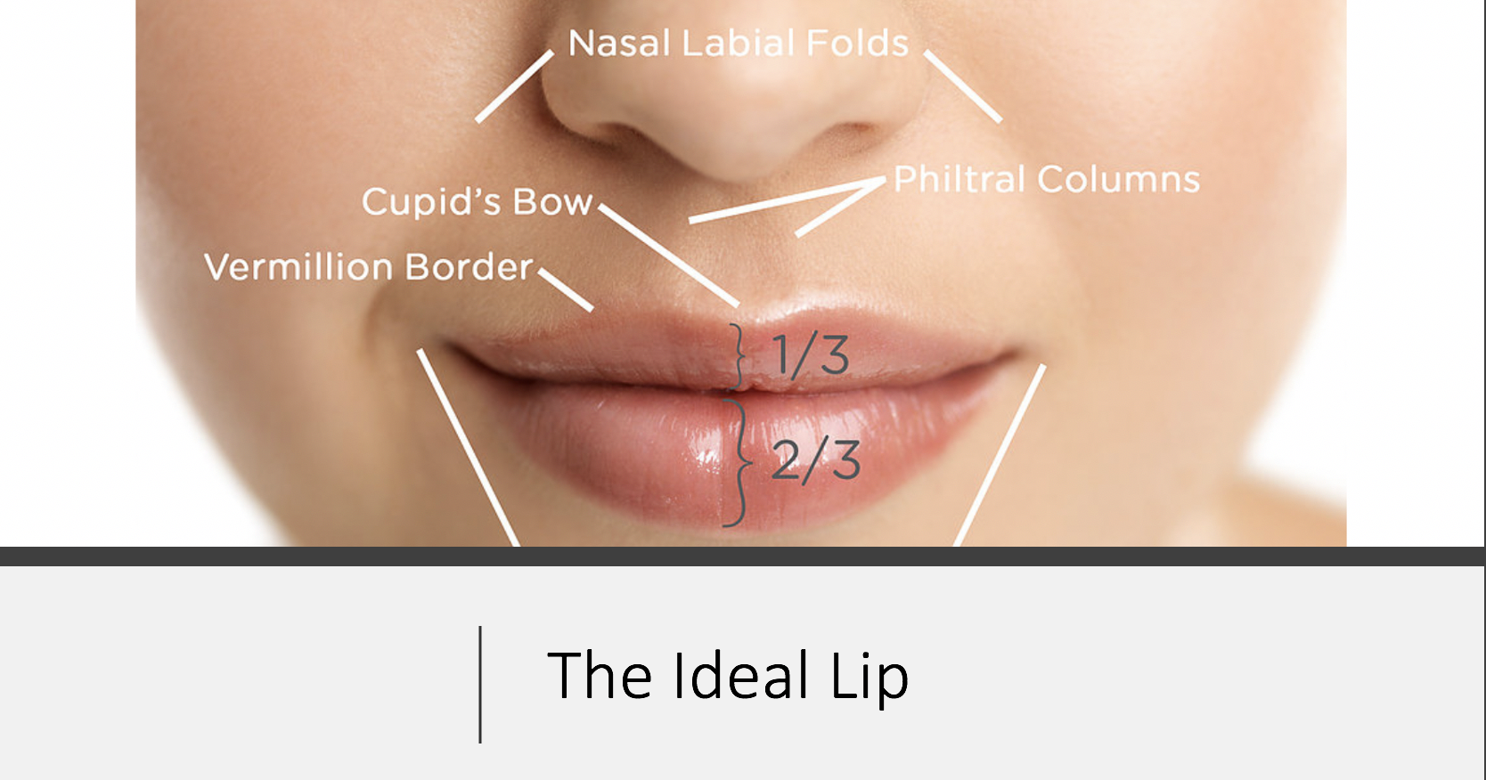 Ideal lip anatomy and proportions